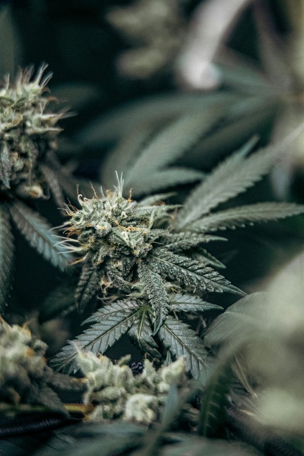 Descubre las mejores flores de cbd para tu bienestar